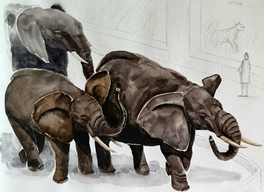 Painting museum: I made a watercolor sketch elephant exhibit the American Museum of Natural History