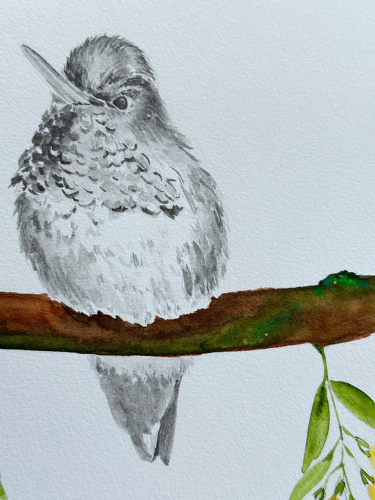 Hummingbird