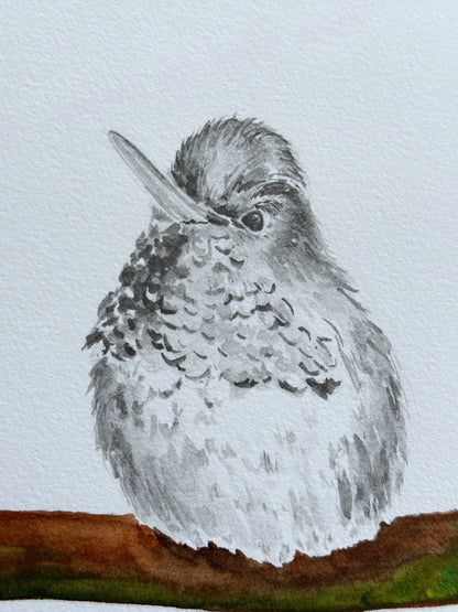 Hummingbird