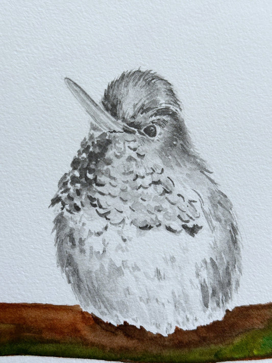 Hummingbird