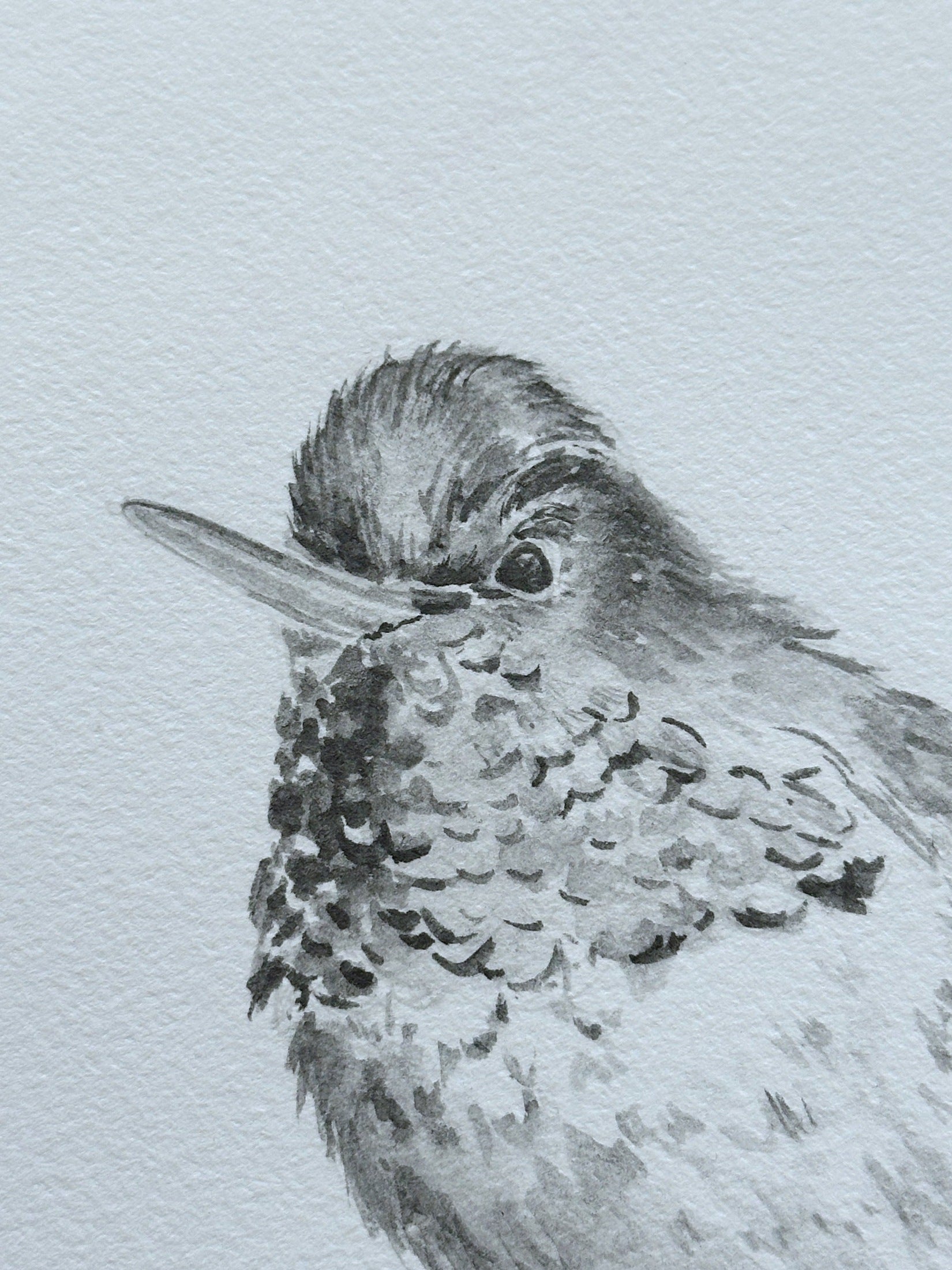 Hummingbird