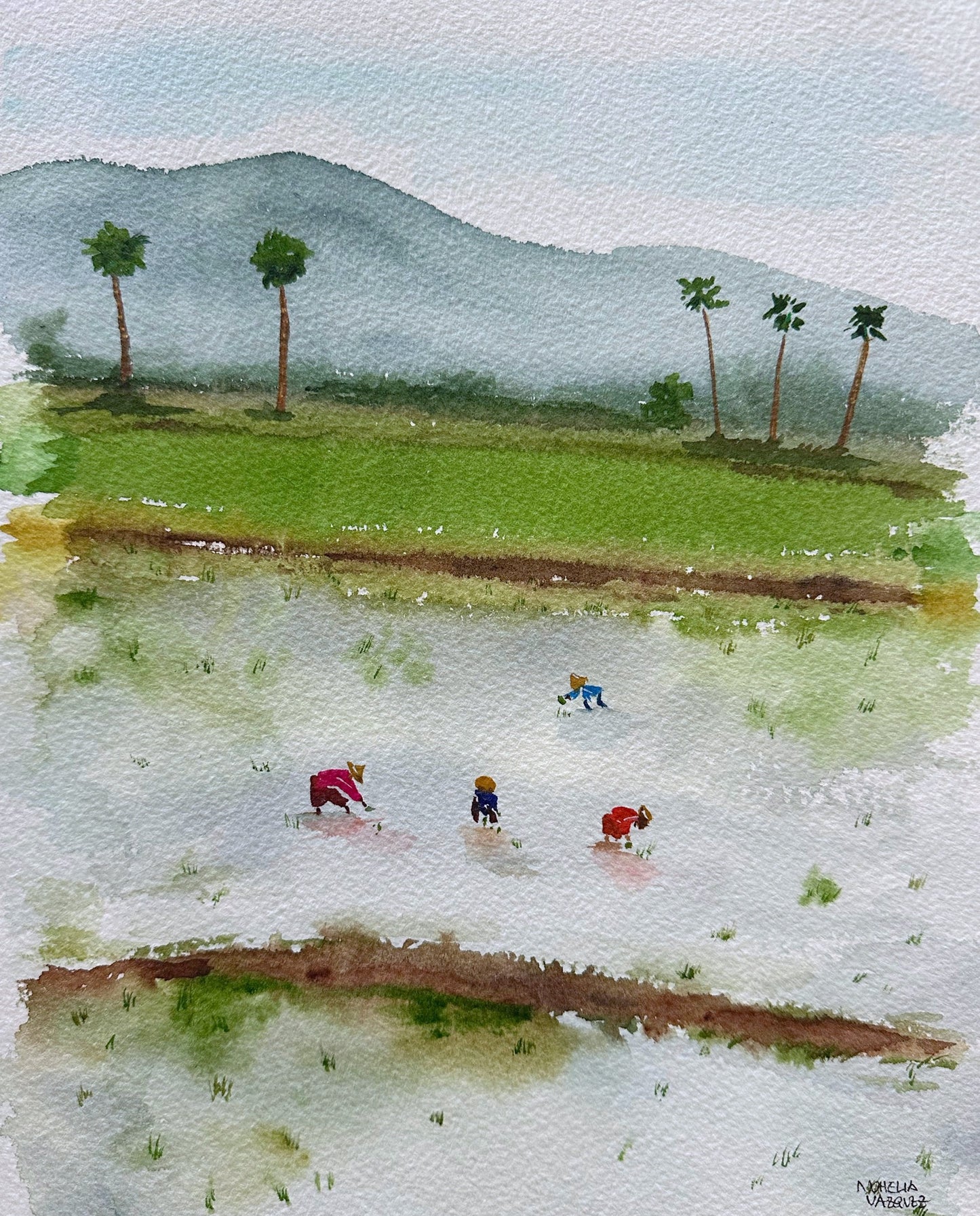 Rice Fields