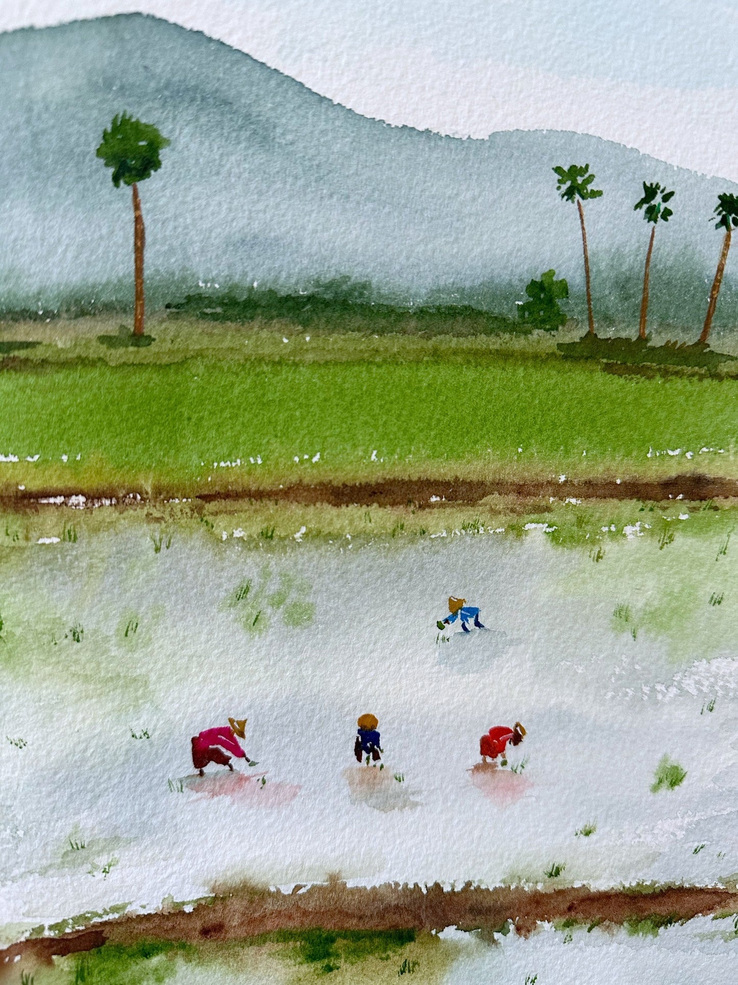 Rice Fields