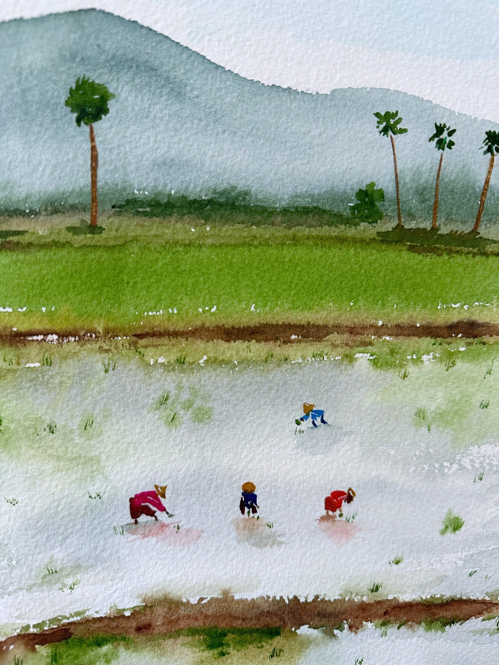 Rice Fields