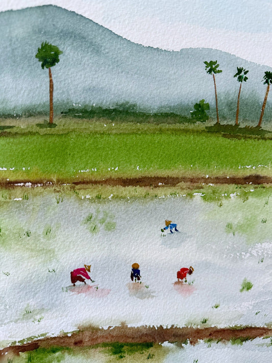 Rice Fields