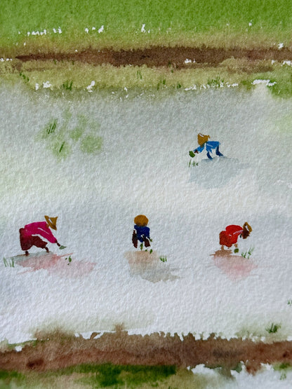 Rice Fields